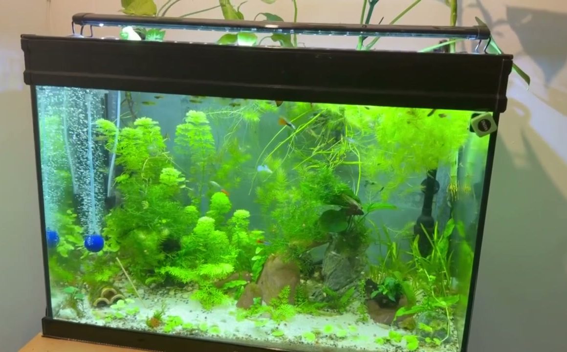 Planted 120-litre aquarium with small fish